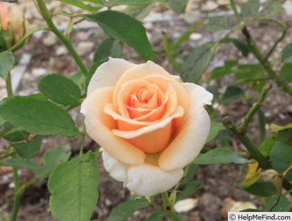 'Cream Delight (name changed to 'Darling')' rose photo