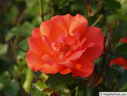 'Clarion Call' rose photo
