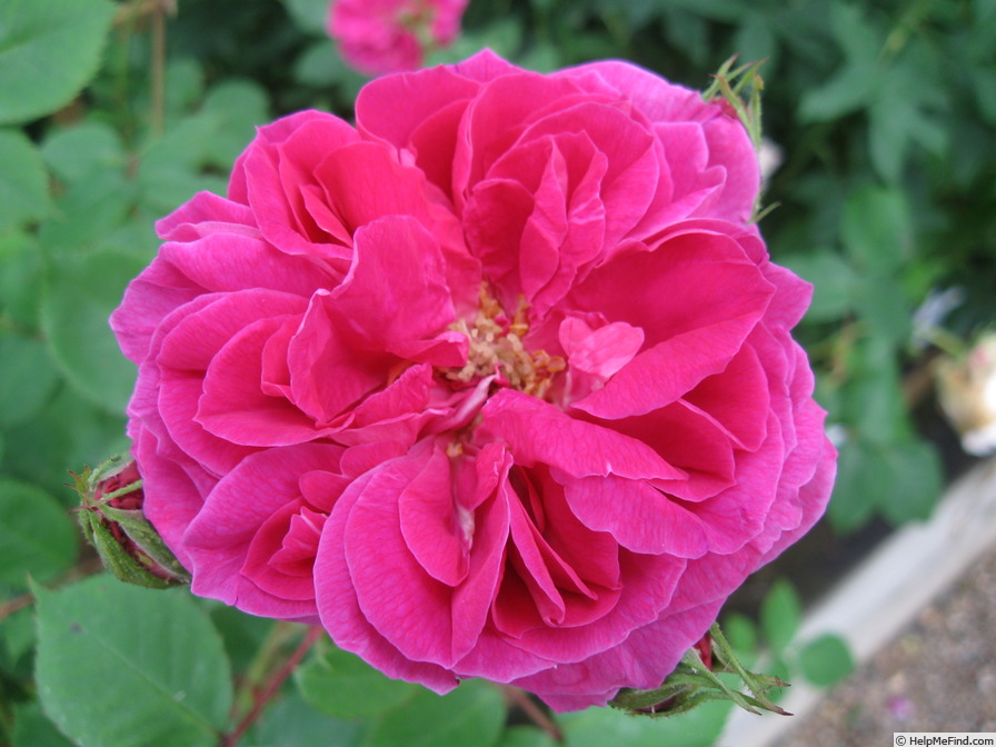 'Sir Joseph Paxton' rose photo