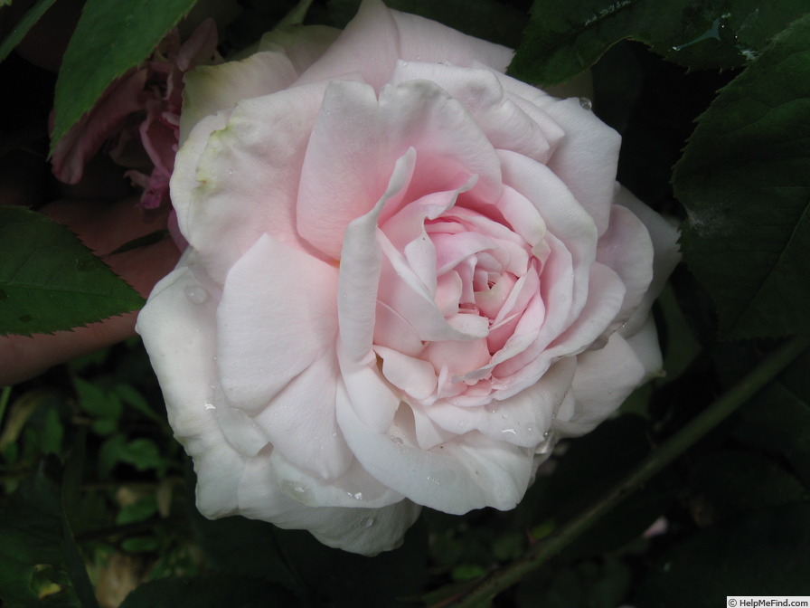 'Blairii No. 2' rose photo