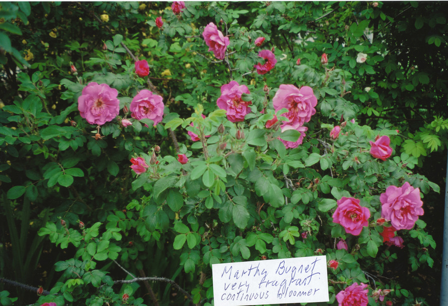 'Marthe Bugnet' rose photo