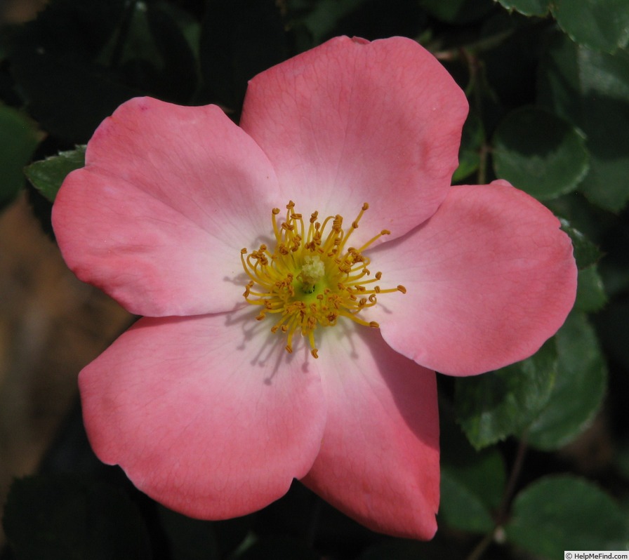 '11MFL4' rose photo