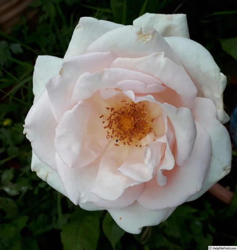 'Benedictus XV' rose photo