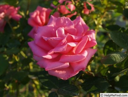 'Princess Margaret of England' rose photo