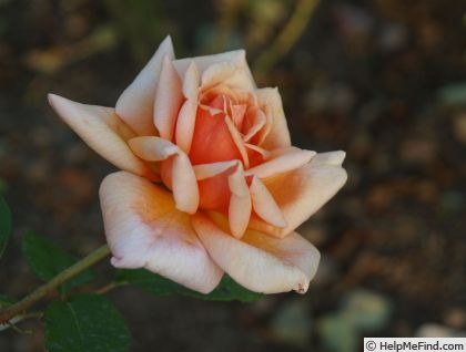 'Friedrich Heyer' rose photo