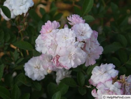 'Blanche Cascade ®' rose photo