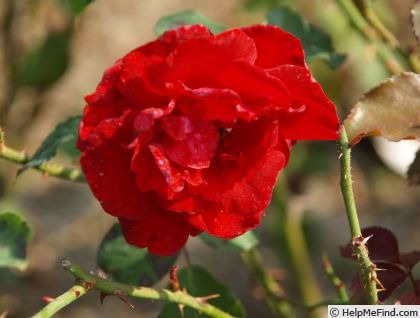 'Franklin Engelmann' rose photo