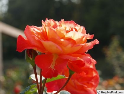 'Flower Show (hybrid tea, Bees, 1980)' rose photo