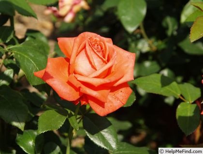 'Felicity Kendal' rose photo