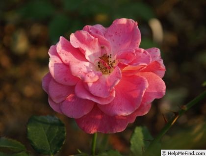 'Baronesse Manon' rose photo