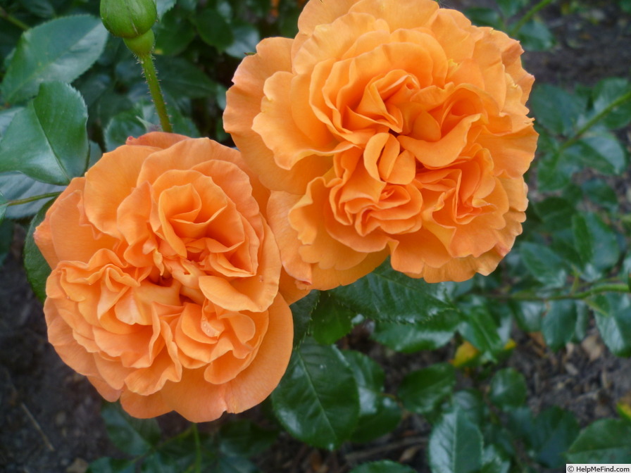 'Westzeit ®' rose photo