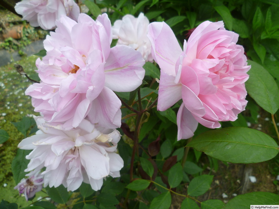 'Mortimer Sackler' rose photo