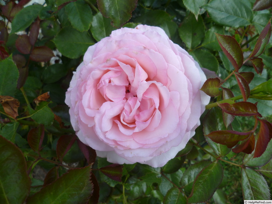 'Pierre de Ronsard ®' rose photo