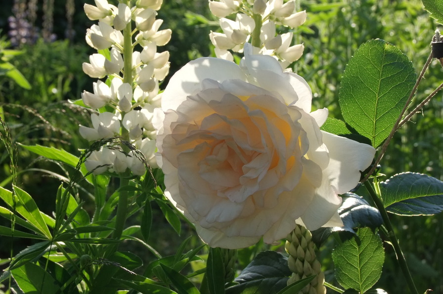 'Anastasia® (hybrid tea, Adam before 2011)' rose photo