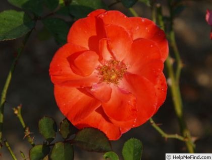 'Tony Jacklin' rose photo