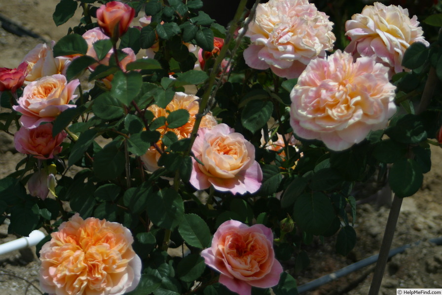 'The Impressionist ™ (shrub, Clements 2000)' rose, click to enlarge 'The Impressionist ™ (shrub, Clements 2000)' rose photo