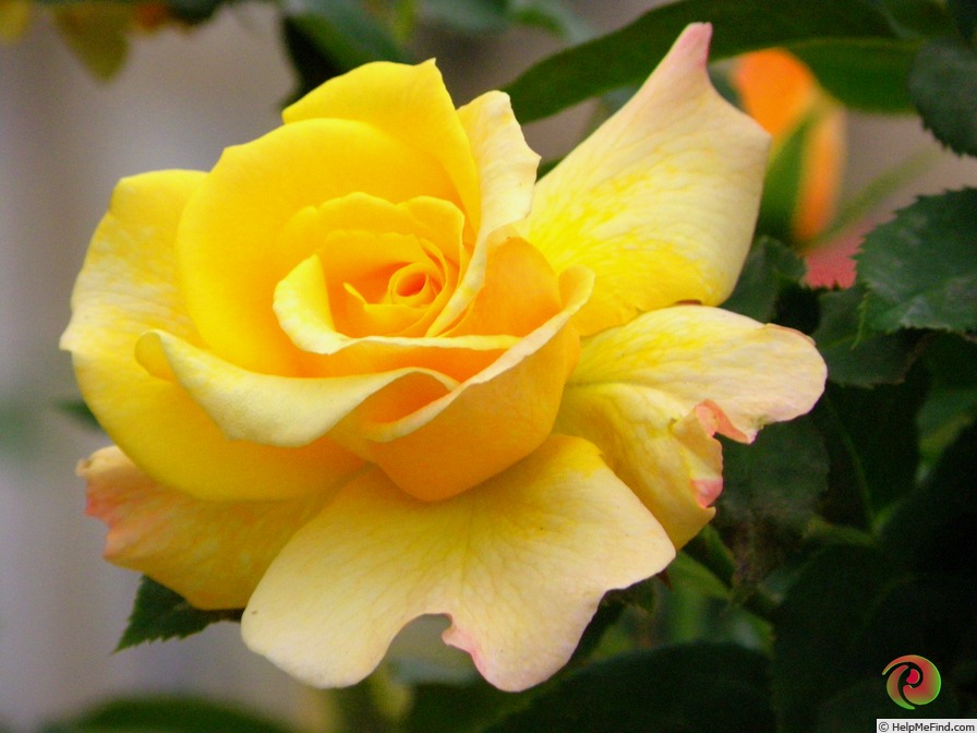 'Sunny Sky ® (florists' rose, Kordes, 2010)' rose photo