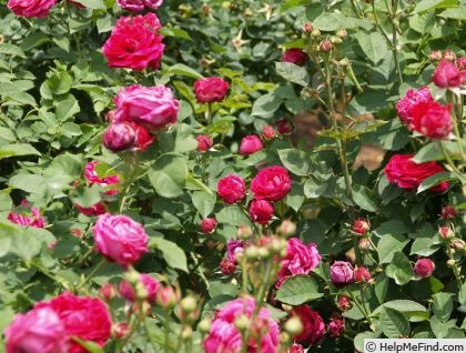 'Devienne Lamy' rose photo
