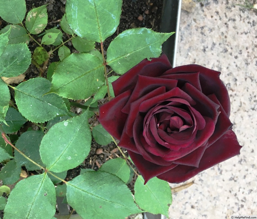 'Nigrette (hybrid tea, Krause 1934)' rose photo