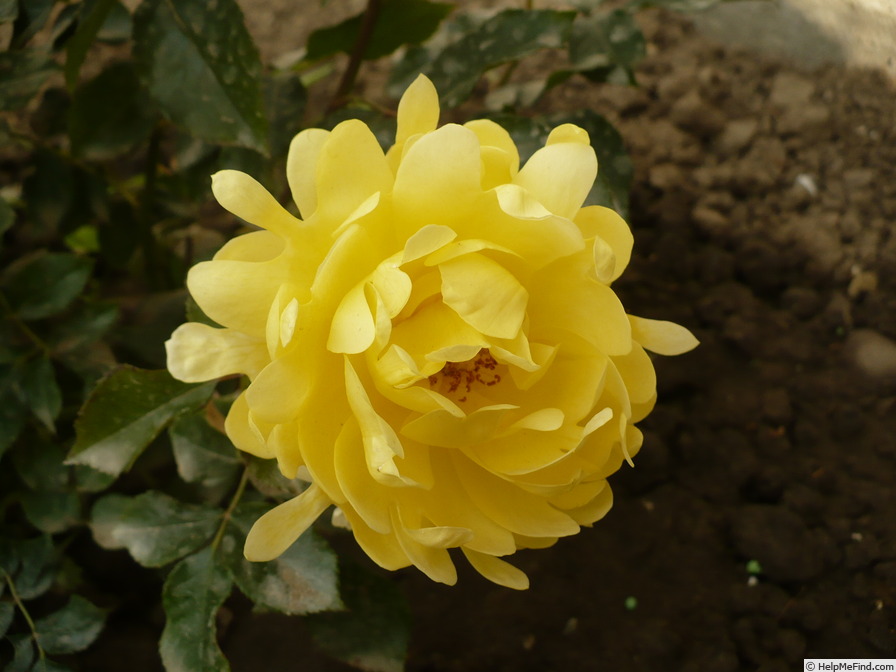 'Splendid Ruffles ®' rose photo