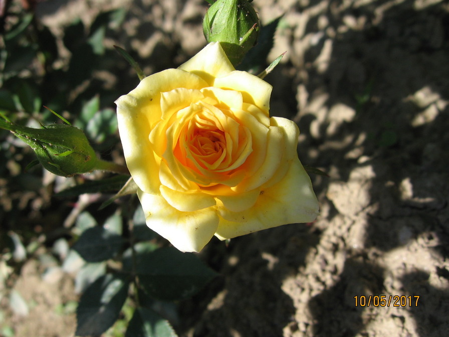 'Golden Meillandina ®' rose photo