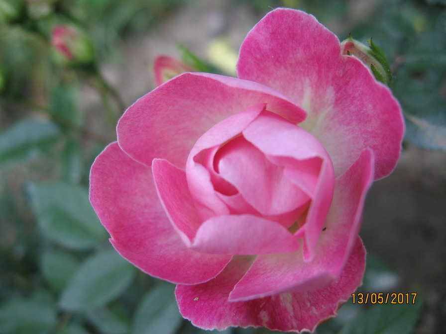 'Koster Rose' rose photo