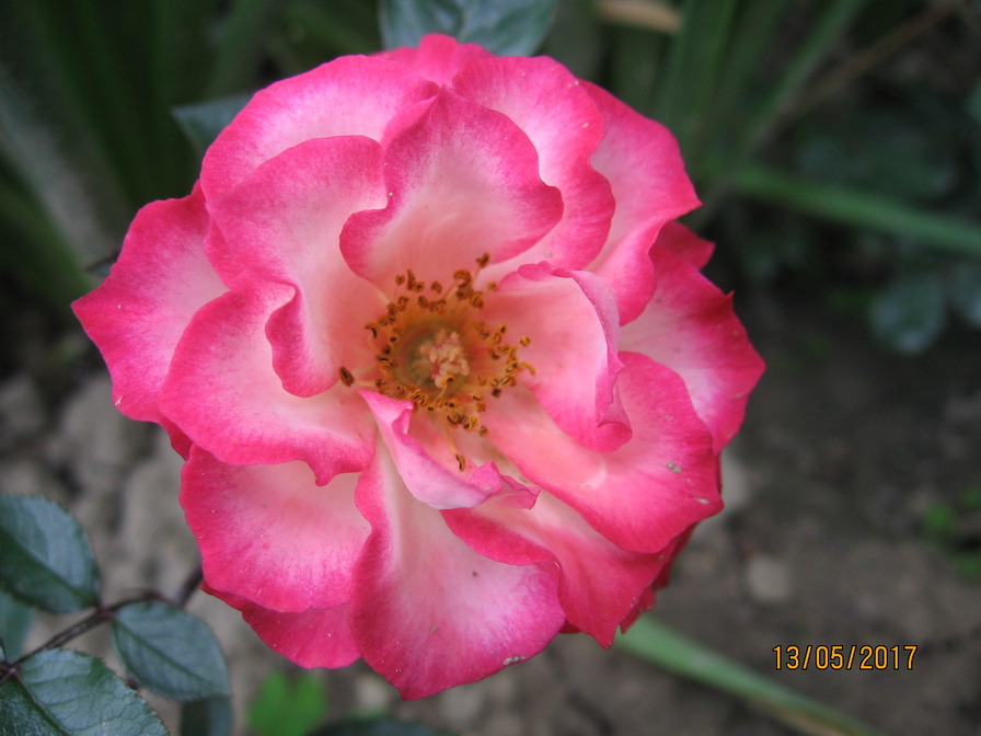 'Sweet Symphony' rose photo