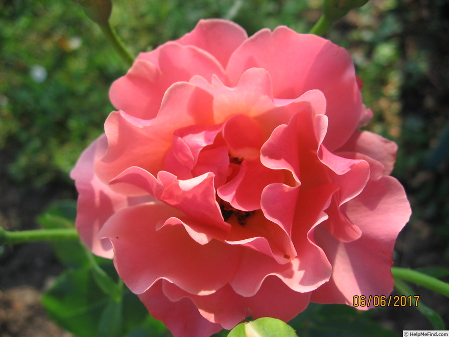'Jean Cocteau ®' rose photo