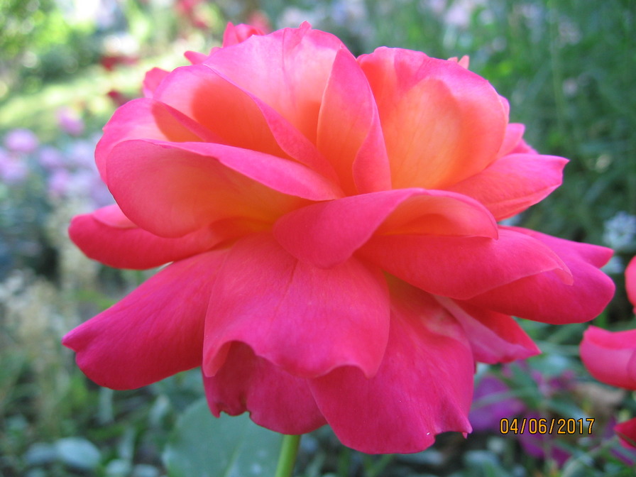 'Pigalle ® (floribunda, Meilland, 1983)' rose photo