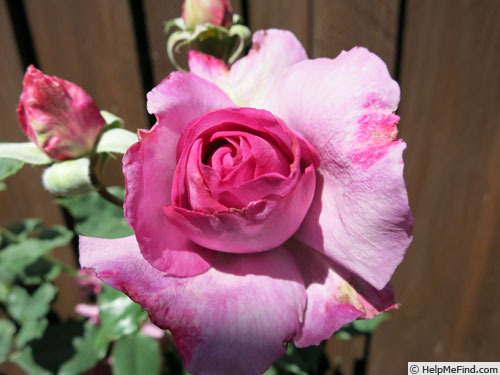 'Fragrant Plum (hybrid tea, Christensen before 1988)' rose photo