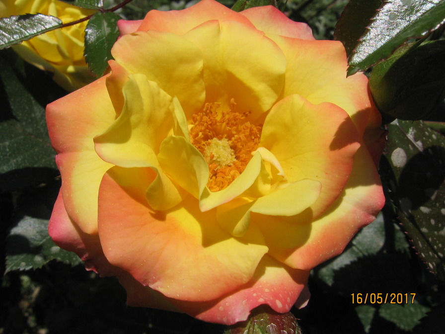 'Tropical Clementine' rose photo