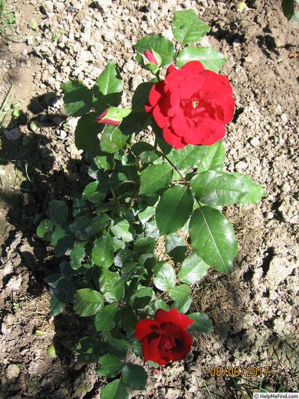 'Heinzelmännchen (floribunda, Kordes 1983)' rose photo