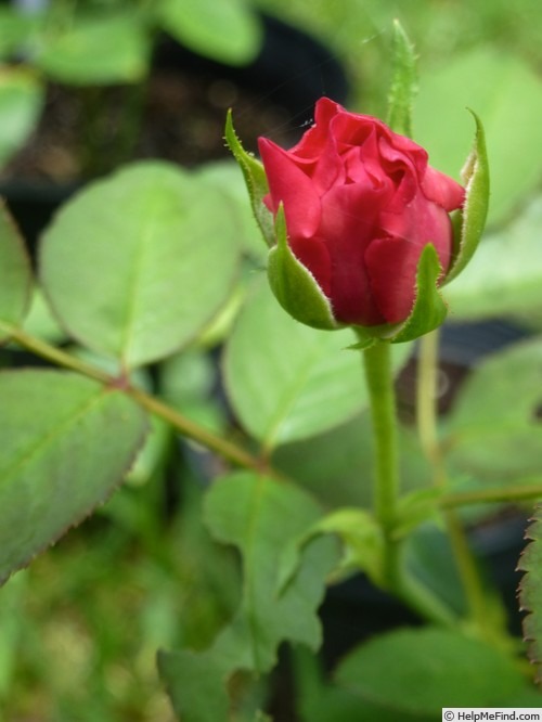'Gruss an Aachen Pink' rose photo