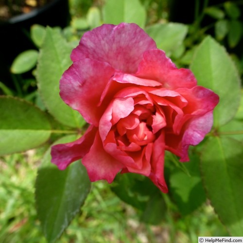 'Gruss an Aachen Pink' rose photo