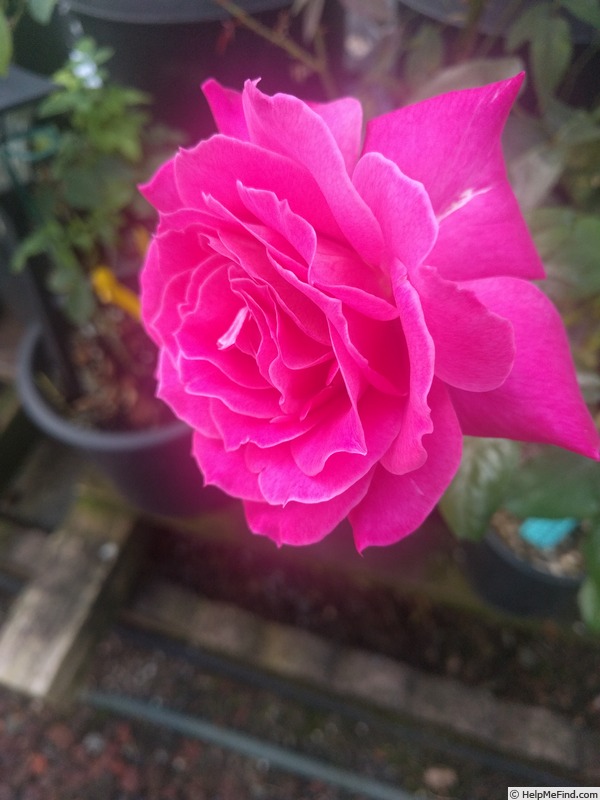'Baronne Edmond de Rothschild ®' rose photo