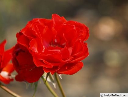 'Centurion (floribunda, Mattock 1975)' rose photo