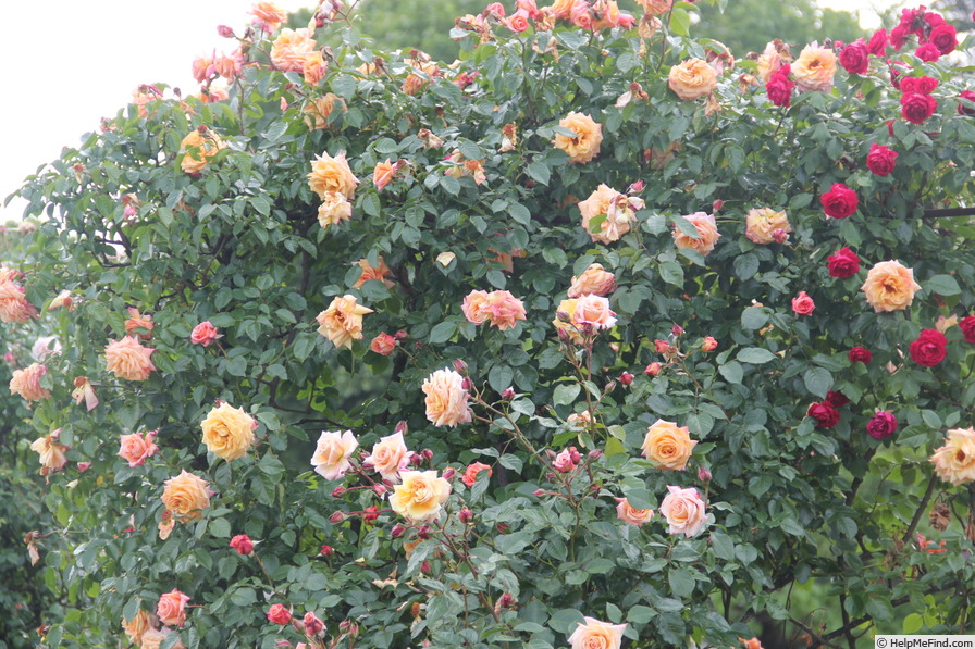 'Barock ' Rose Photo