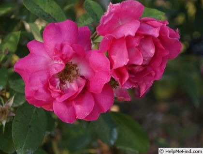 'Countryman' rose photo