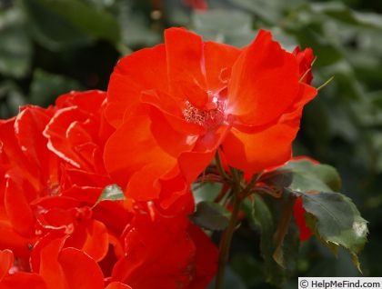 'Orange Bunny ®' rose photo