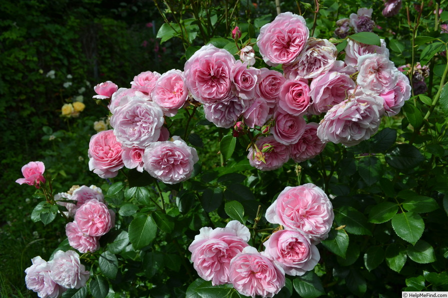'Roseninsel' rose photo