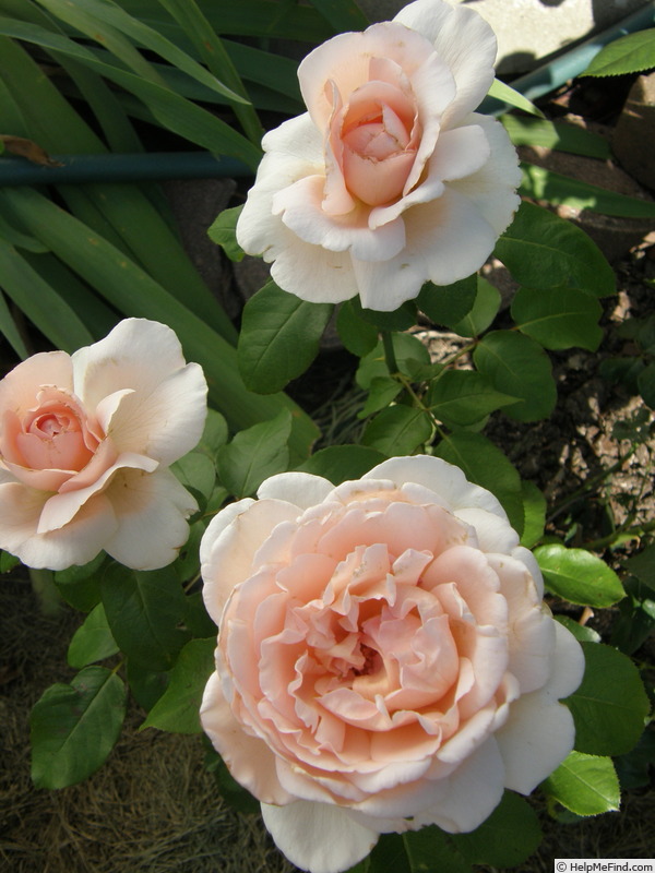 'Betty White ™' rose photo