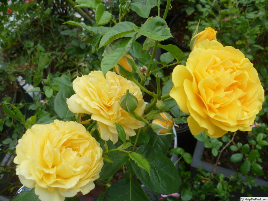 'Absolutely Fabulous' rose photo