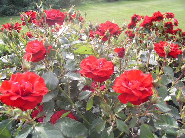 'H.C. Andersen' rose photo