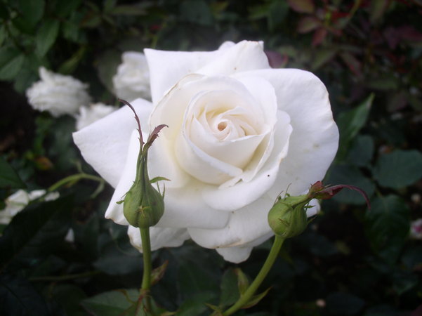 'Karen Blixen ™' rose photo