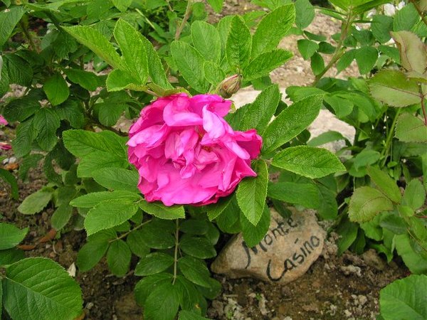 'Monte Cassino (hybrid rugosa, Baum, 1984)' rose photo