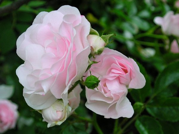 'Rosenholm ™' rose photo