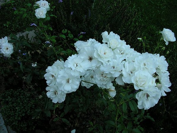 'Iceberg (floribunda, Kordes 1958)' rose photo