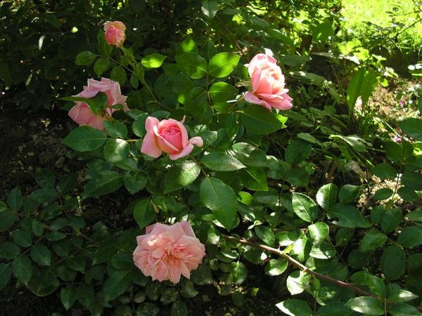 'François Juranville' rose photo