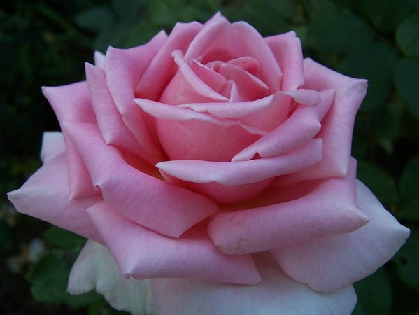 'Frederic Mistral ®' rose, click to enlarge 'Frederic Mistral ®' rose photo