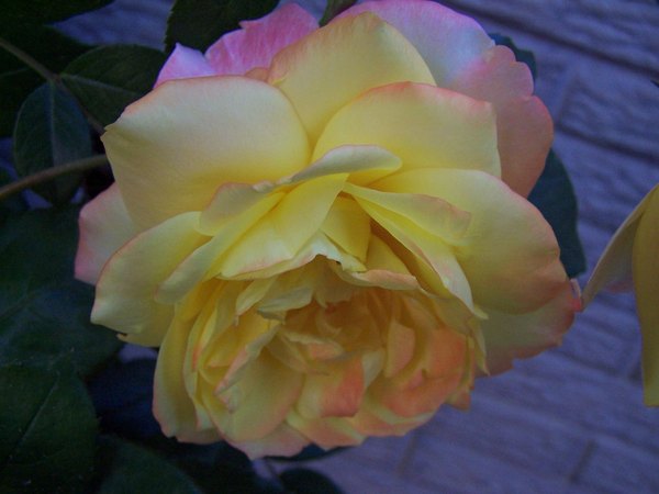 'Spectra' rose photo